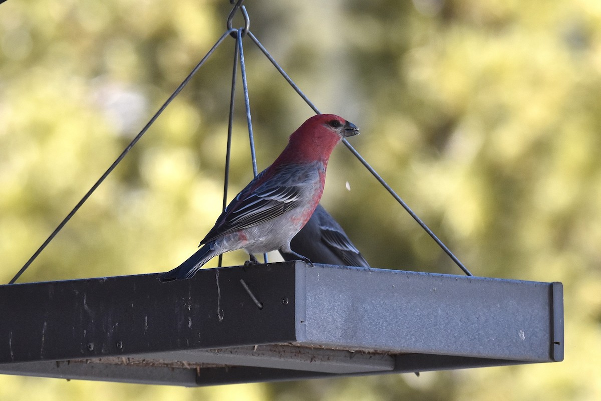 Pinu-gailupa - ML647333724