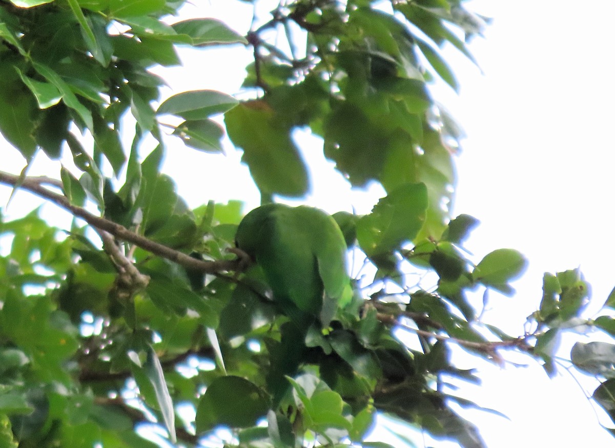 Yellow-chevroned Parakeet - ML647333738
