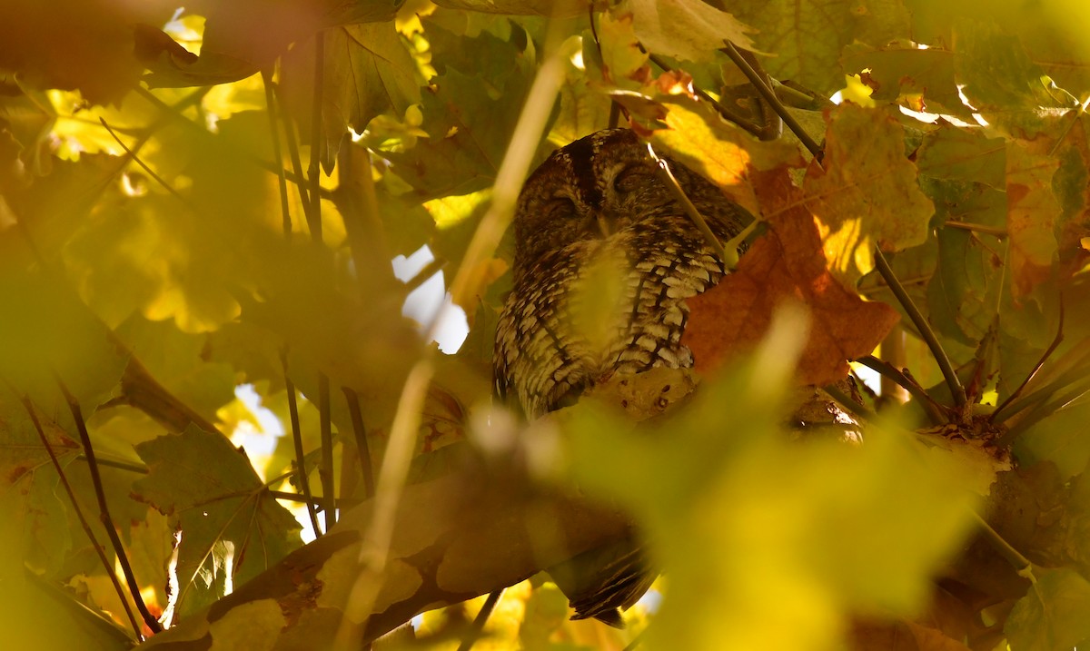 Chouette hulotte - ML647333745