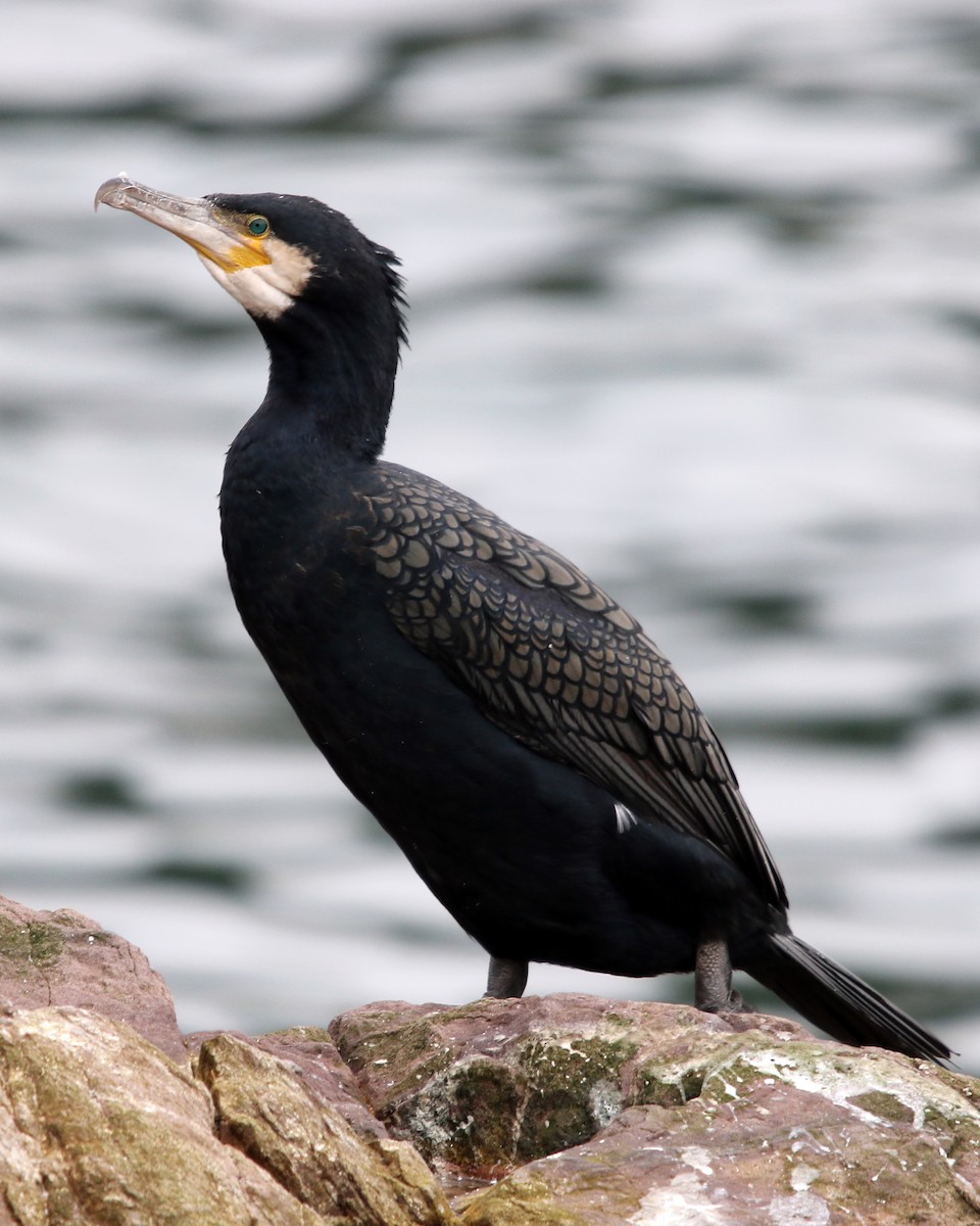 kormorán velký - ML647333747