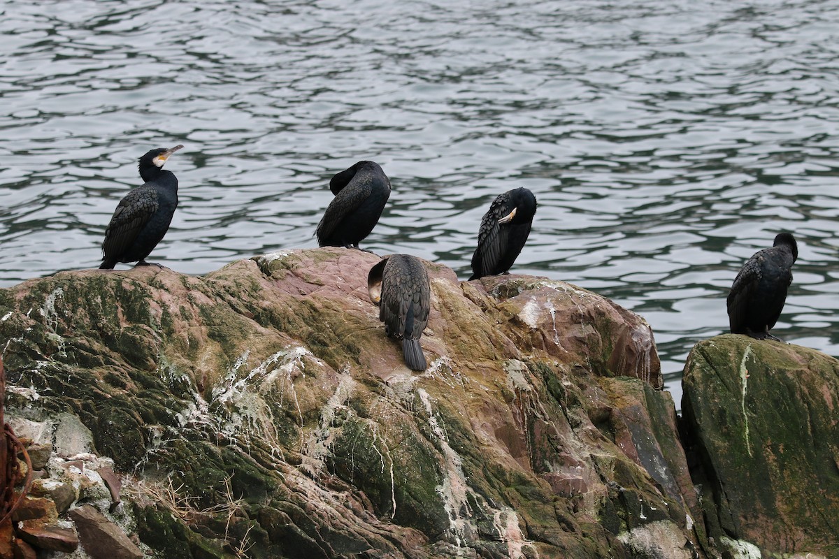 kormorán velký - ML647333748