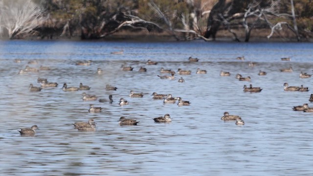 Avustralya Gri Çamurcunu - ML647333751