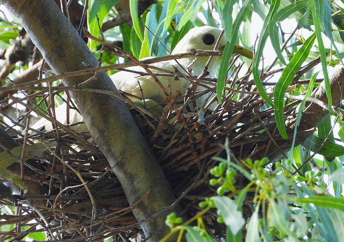 Torresian Imperial-Pigeon - ML647333752