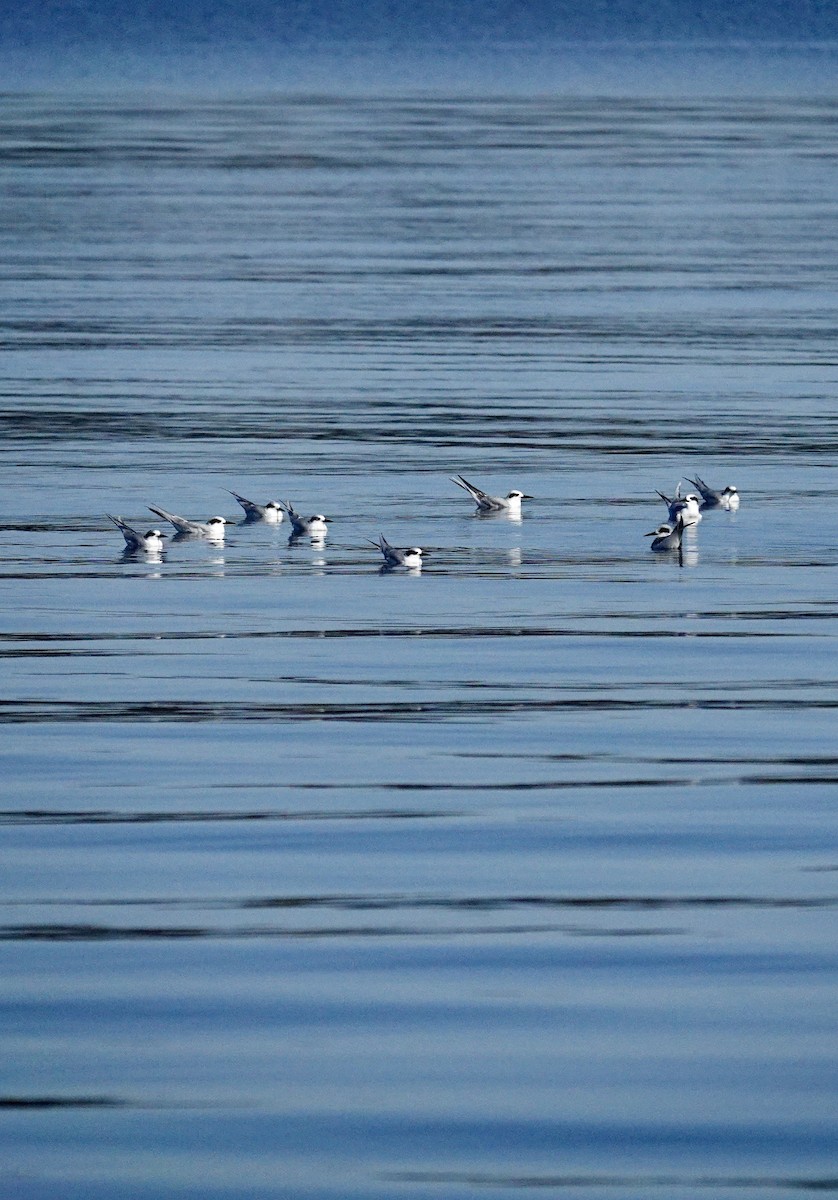 Forster's Tern - ML647333759
