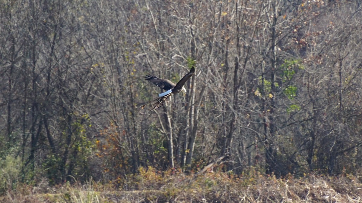 Орлан білоголовий - ML647333760