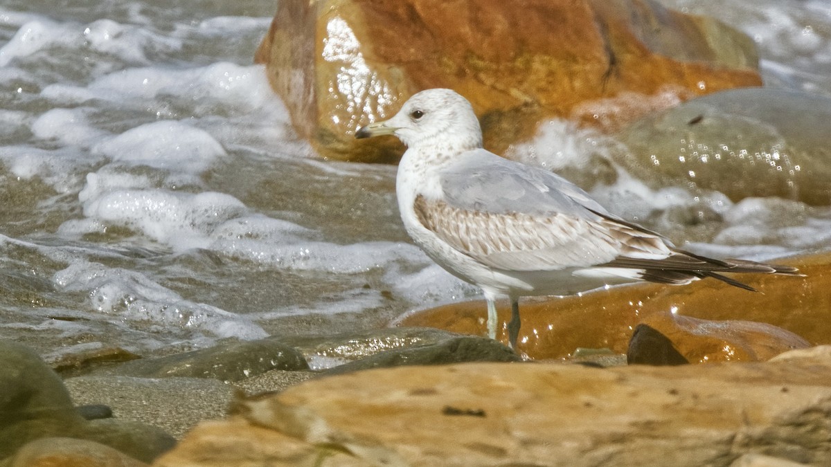 Common Gull (European) - ML647333776