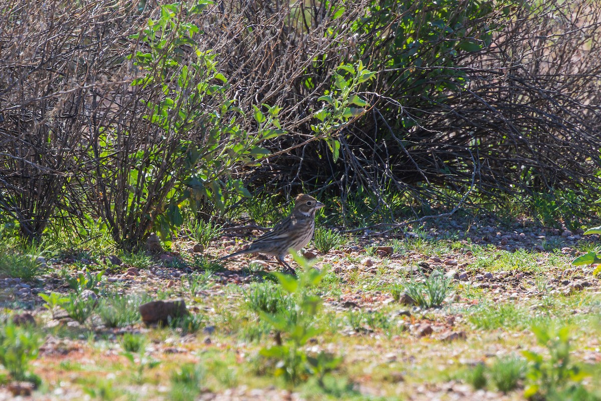 カタジロクロシトド - ML647333777