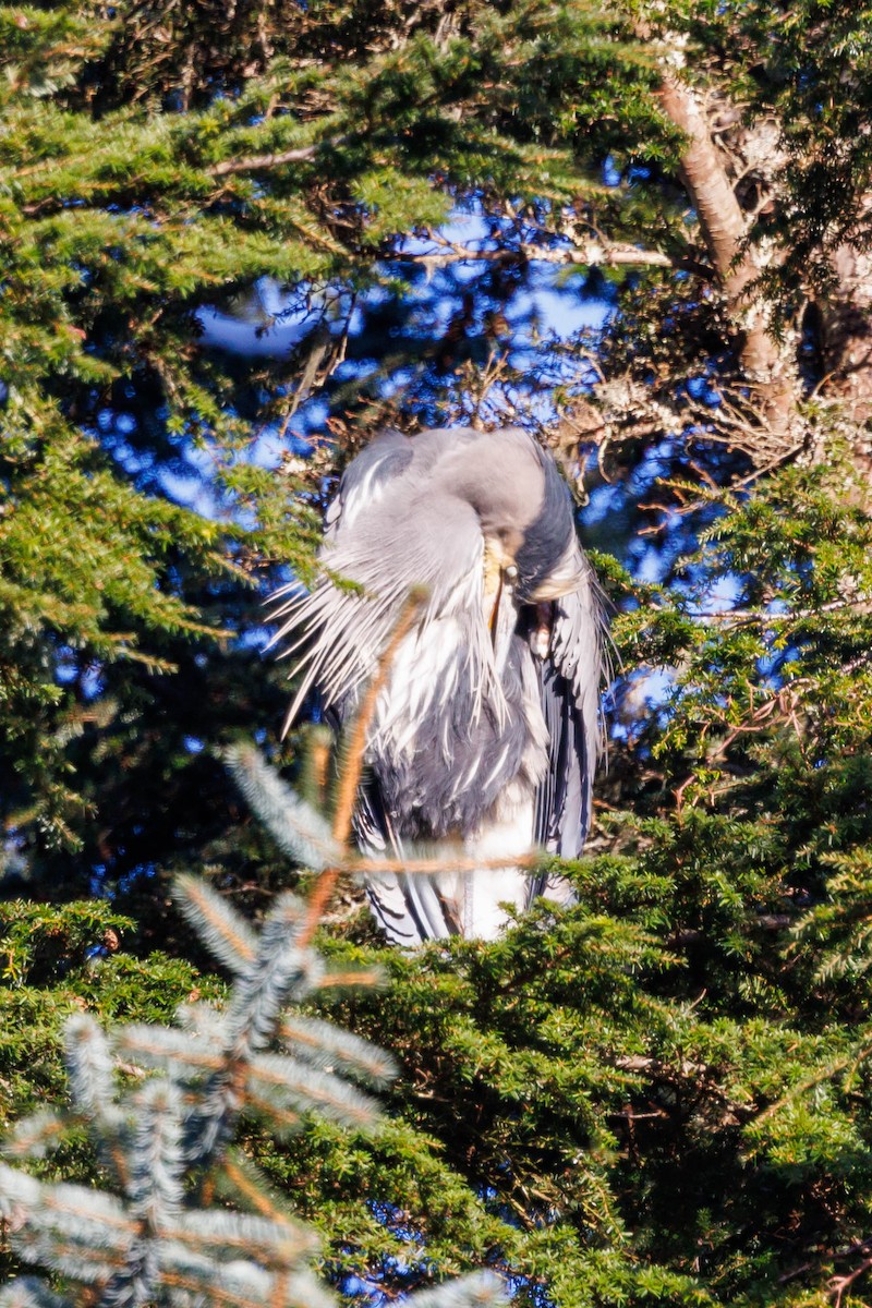 Great Blue Heron - ML647333783