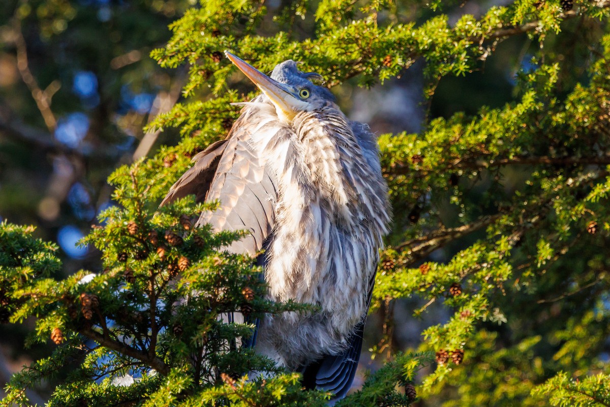 Great Blue Heron - ML647333784
