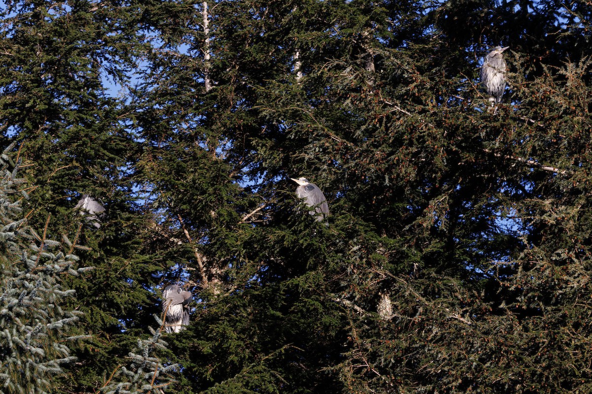 Great Blue Heron - ML647333785