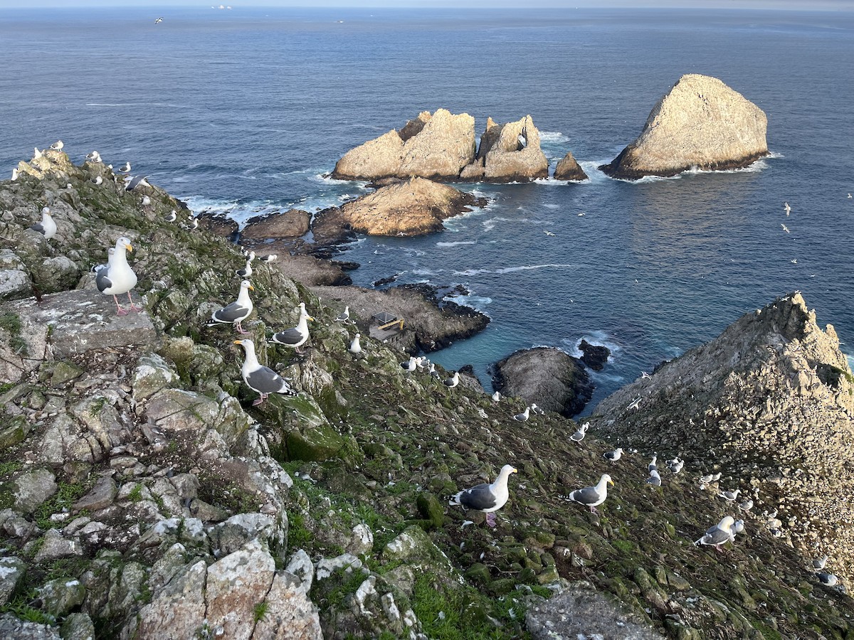 アメリカオオセグロカモメ - ML647333796