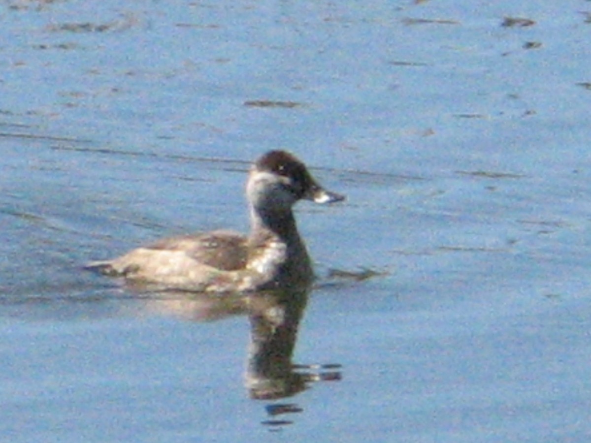 Ruddy Duck - ML647333797