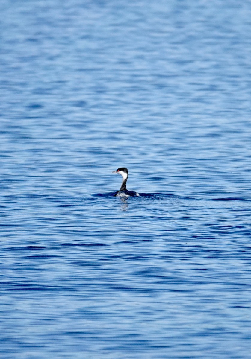 Красношейная поганка - ML647333807