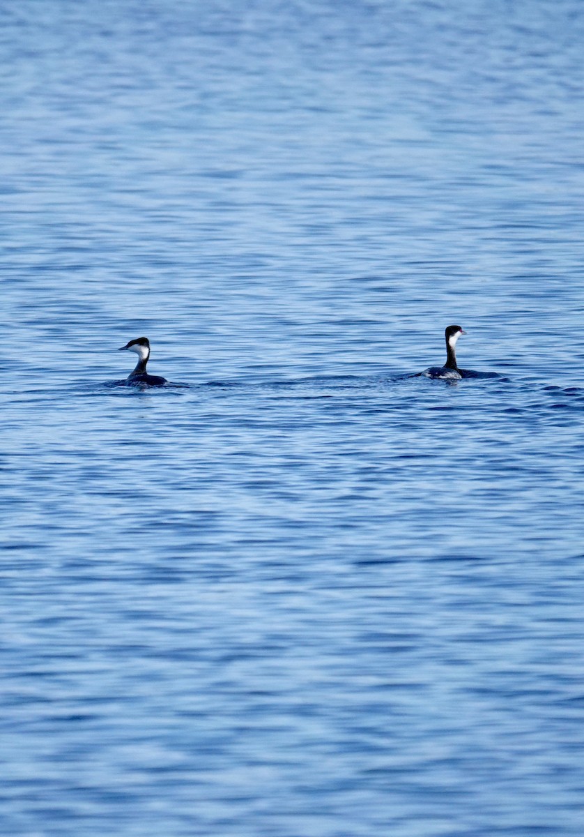 Красношейная поганка - ML647333811