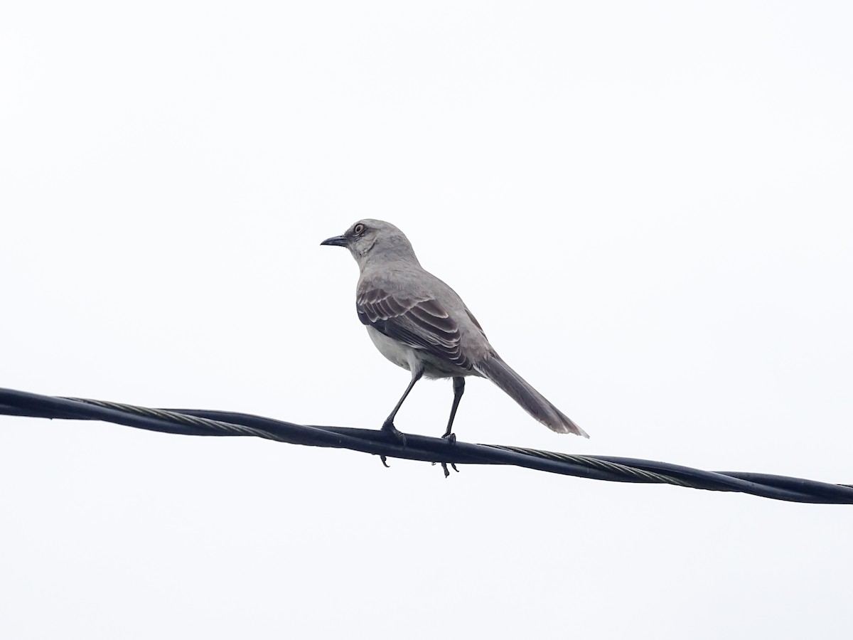 Tropikal Taklitçi - ML647333816