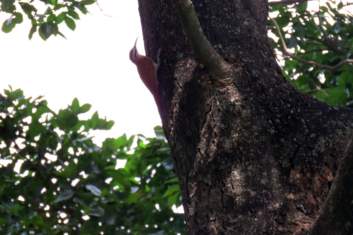 Narrow-billed Woodcreeper - ML647333821