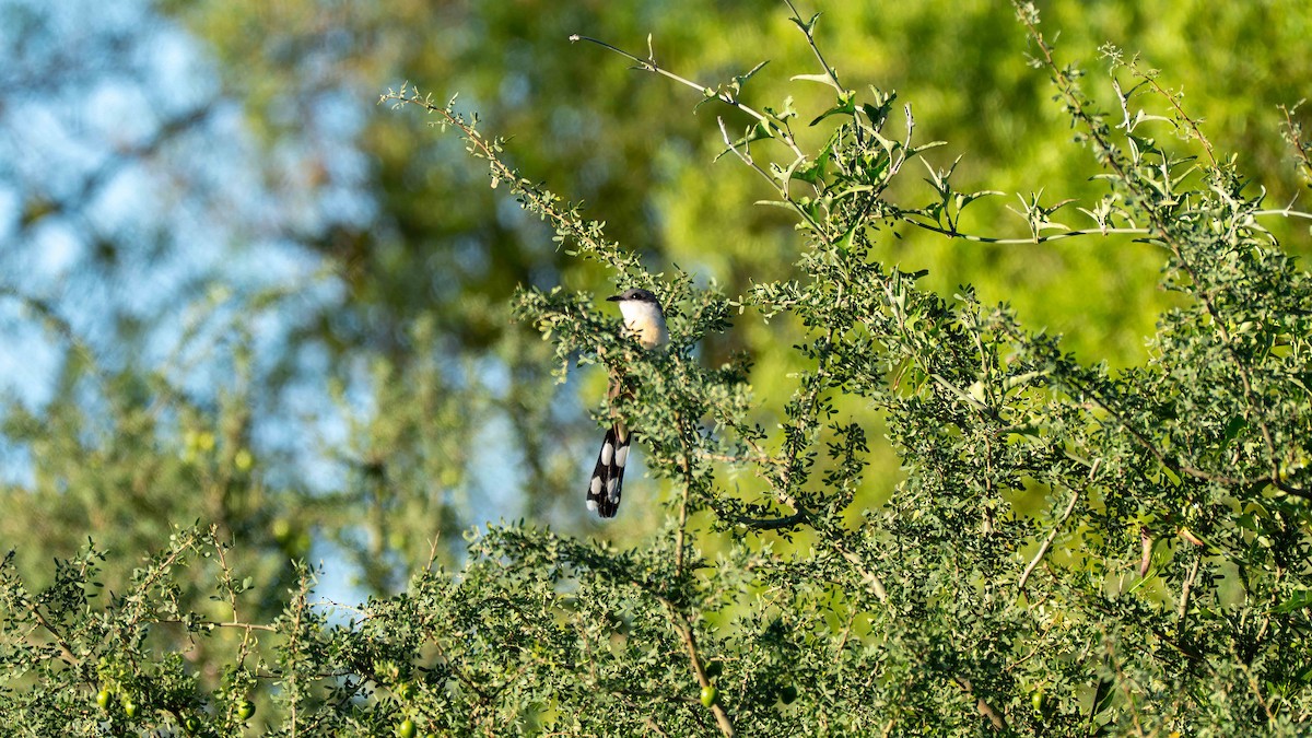 Dark-billed Cuckoo - ML647333826