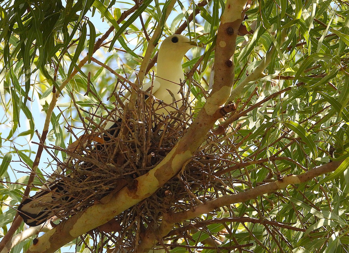 Torresian Imperial-Pigeon - ML647333827