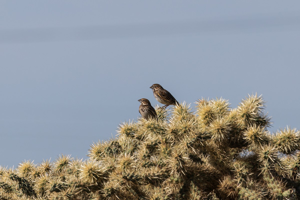 カタジロクロシトド - ML647333831