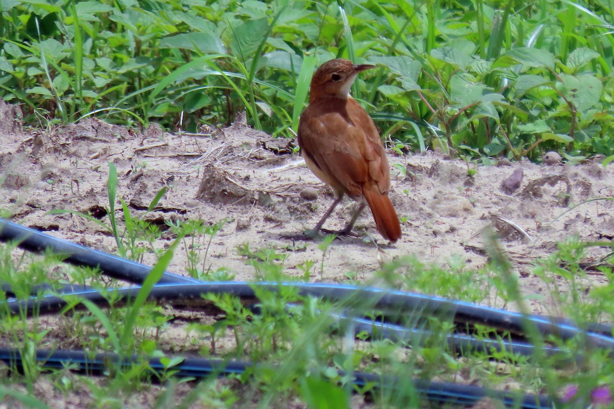 Rufous Hornero - ML647333843