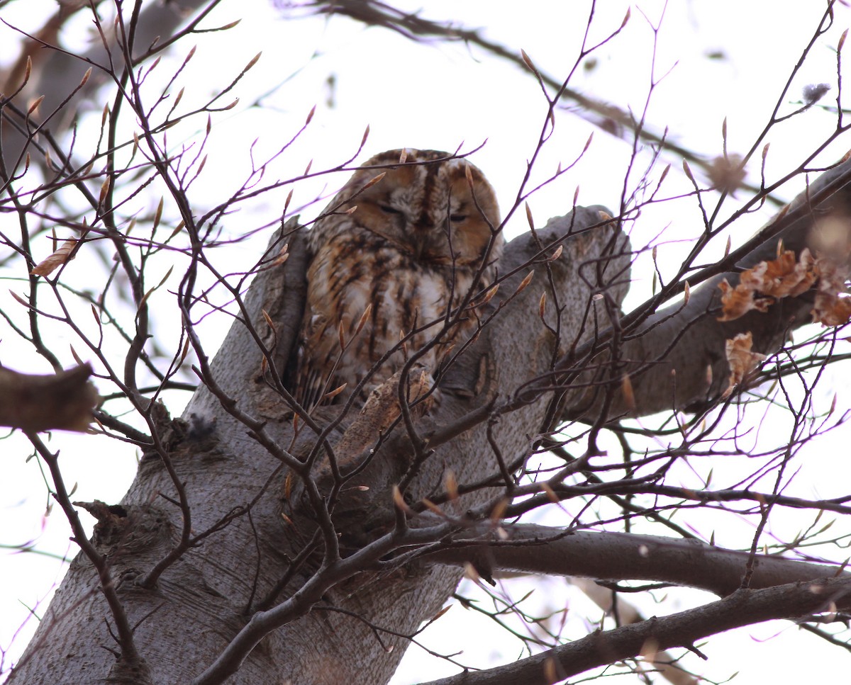 Chouette hulotte - ML647333860