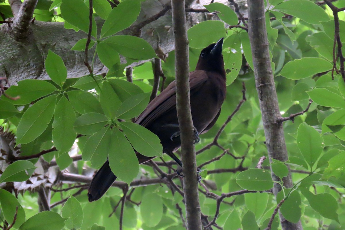 Purplish Jay - ML647333870