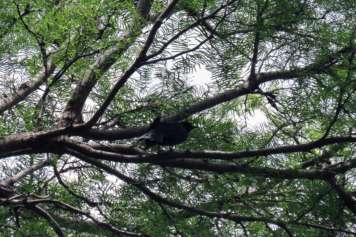 Purplish Jay - ML647333871