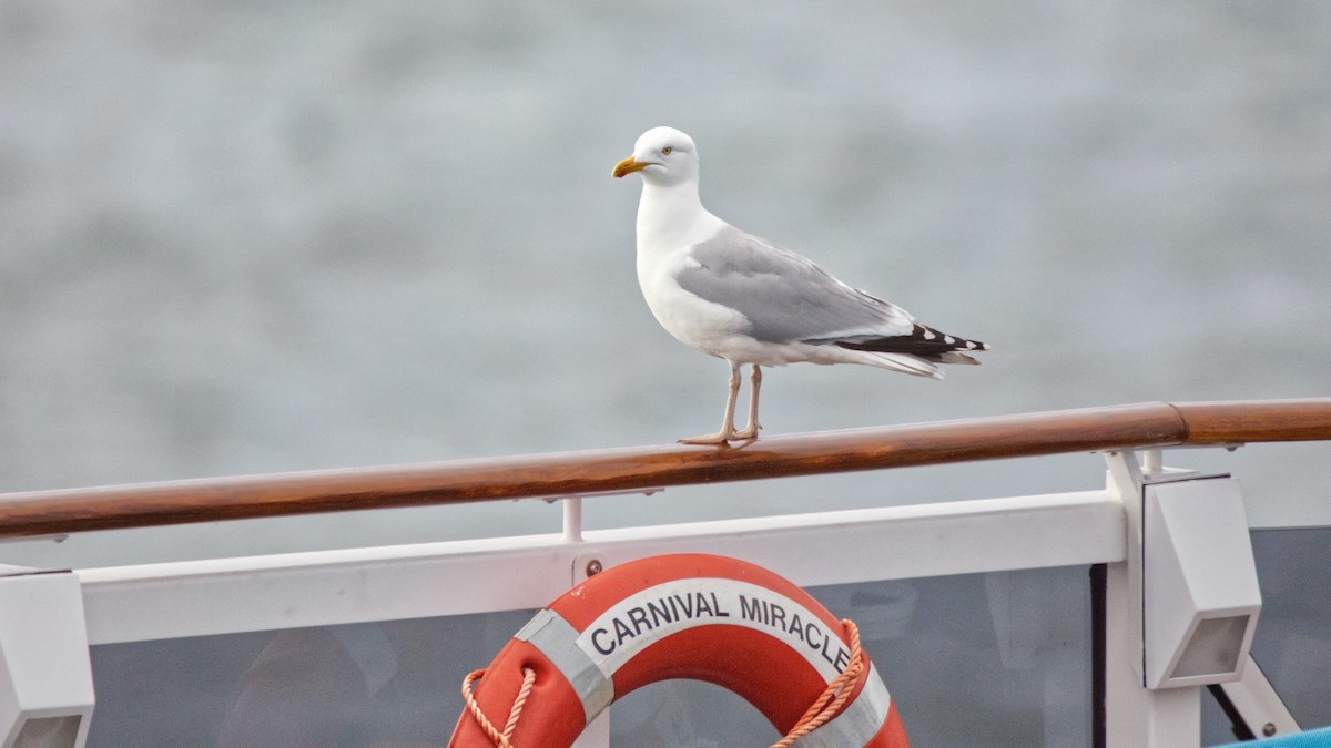European Herring Gull - ML647333873