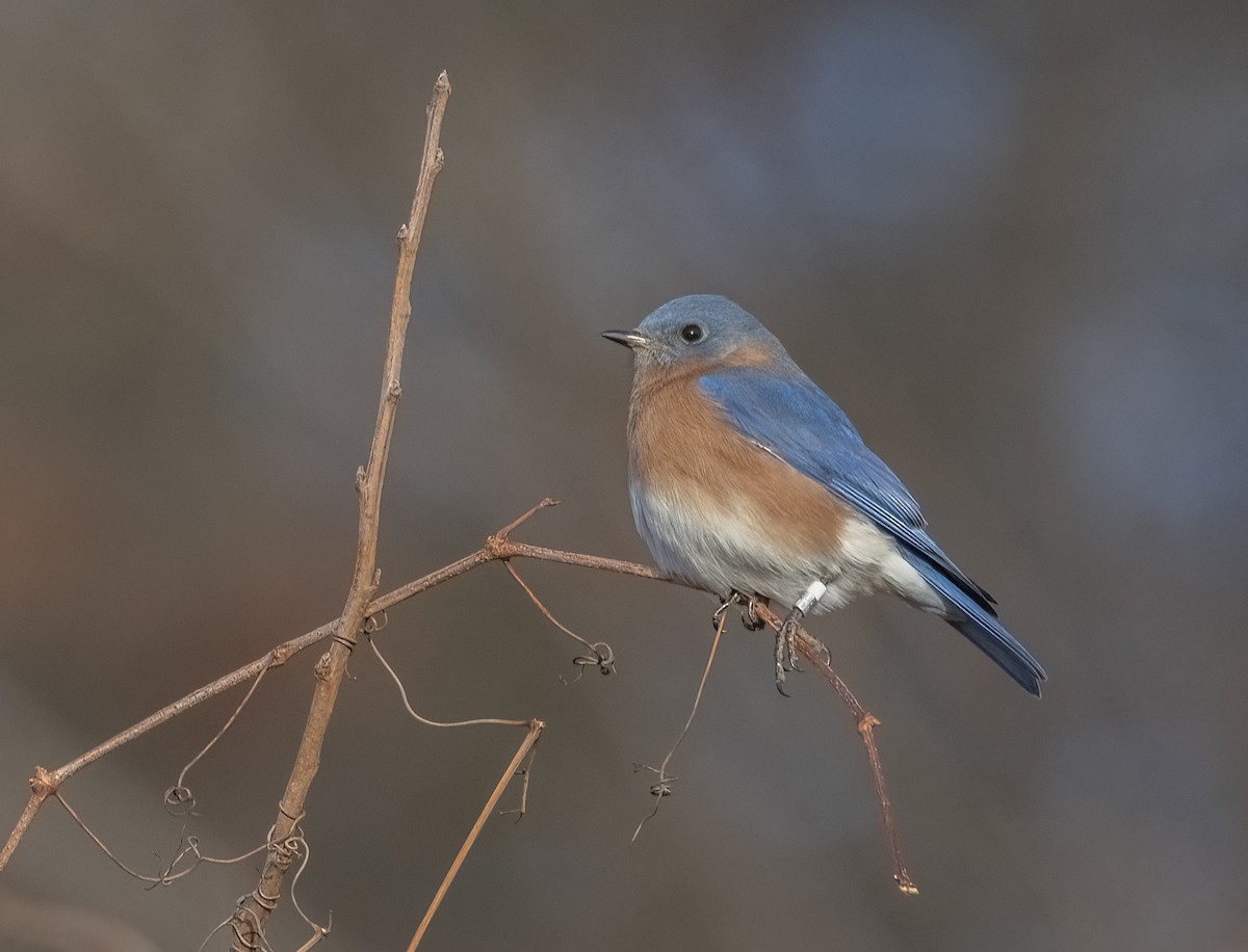 salašník modrý - ML647333880