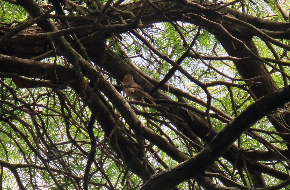 Thrush-like Wren - ML647333904