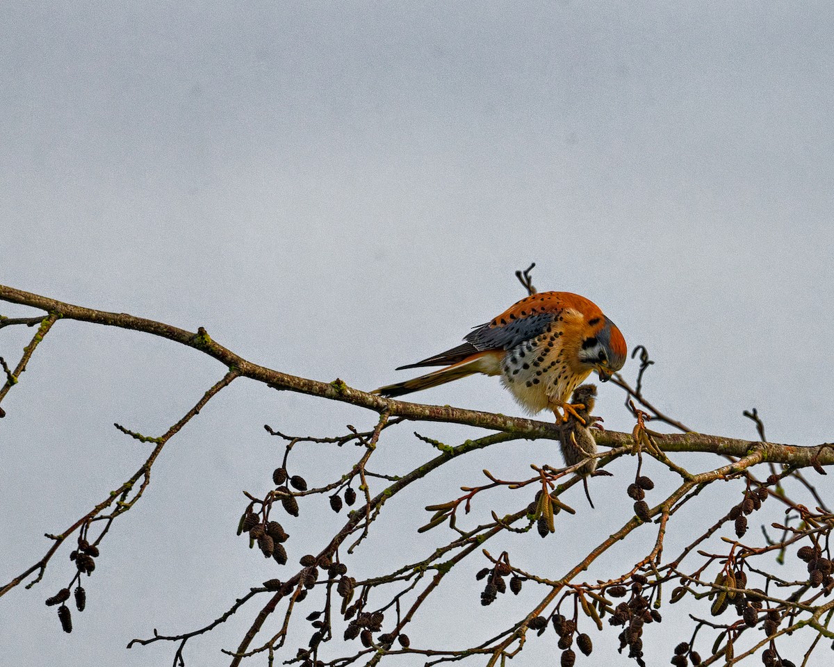 アメリカチョウゲンボウ - ML647333908