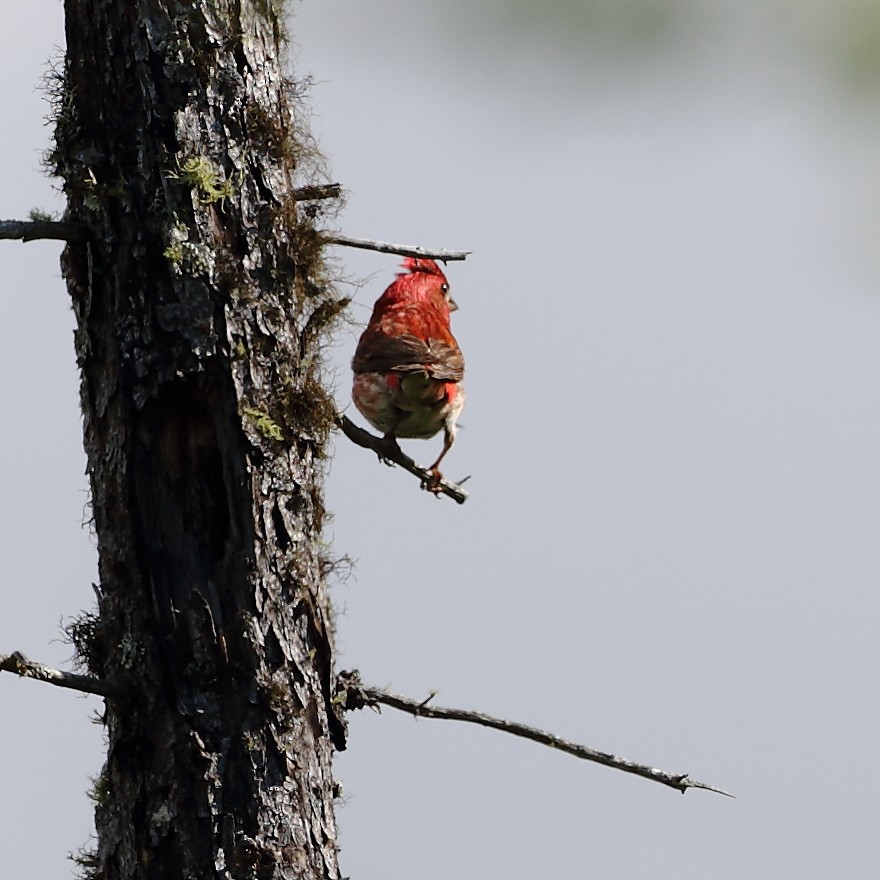 Purple Finch - ML64733391