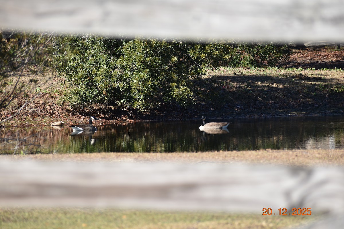 kanadagås - ML647333921