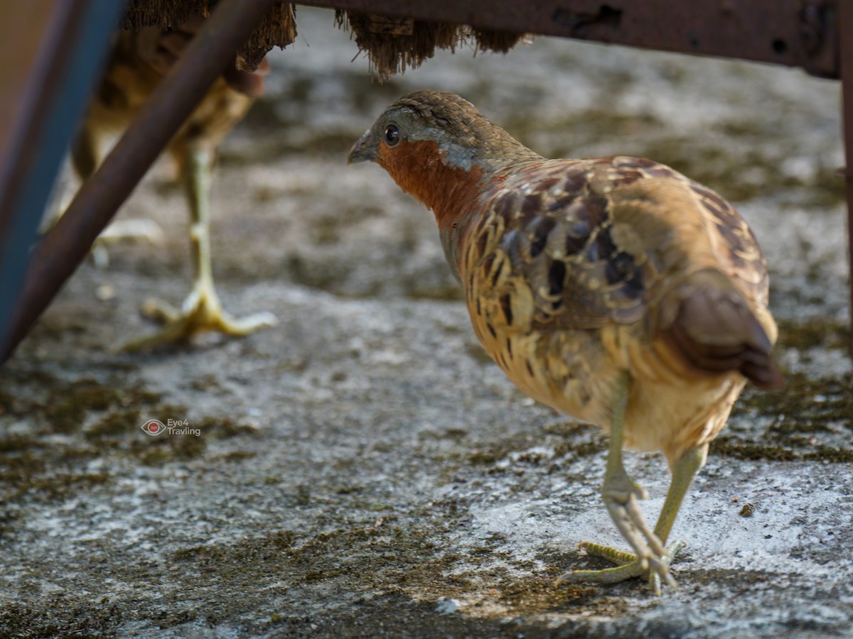 Chinese Bamboo-Partridge - ML647333926