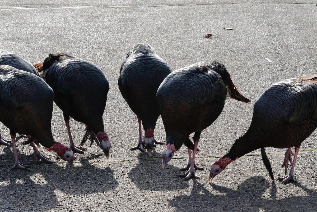 eBird Checklist - 21 Dec 2025 - Knapps Landing - 23 species