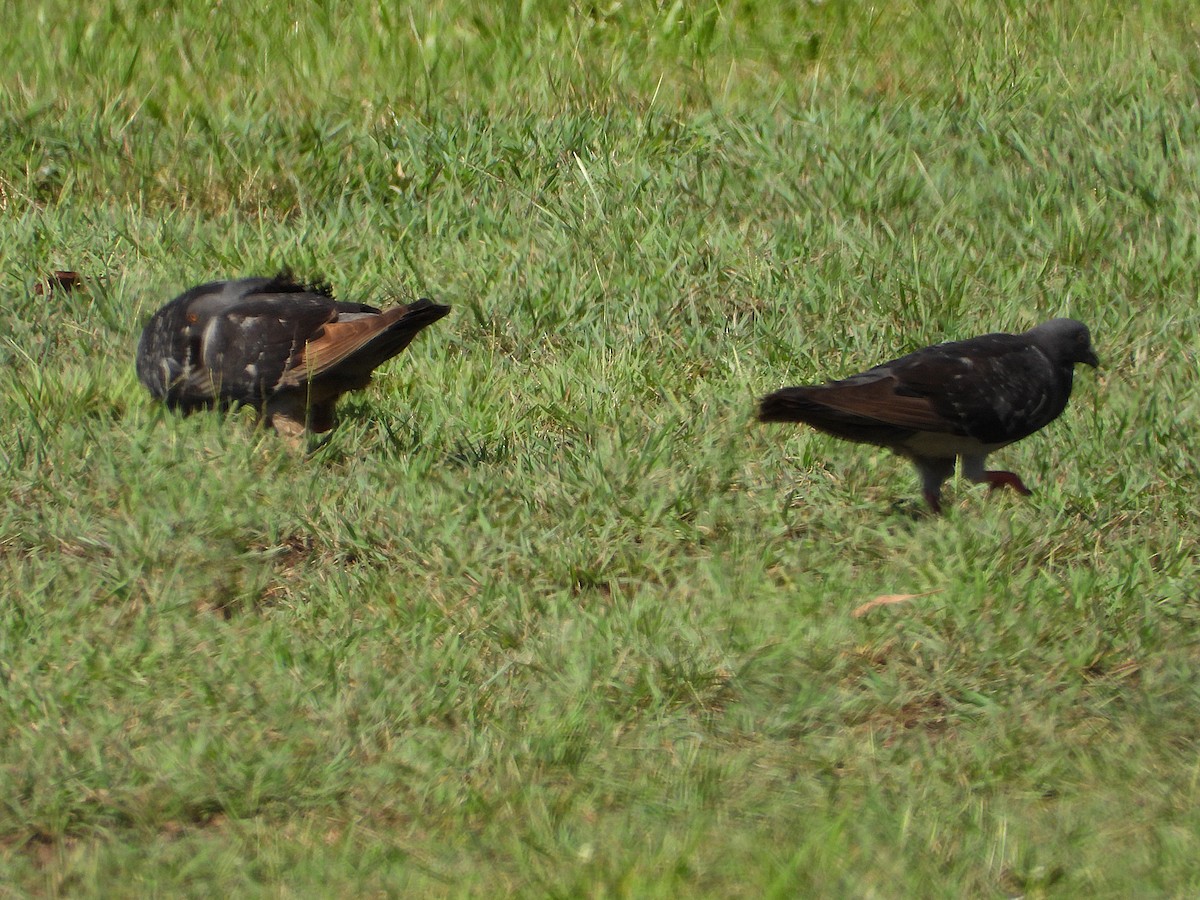 יונת בית - ML647333935