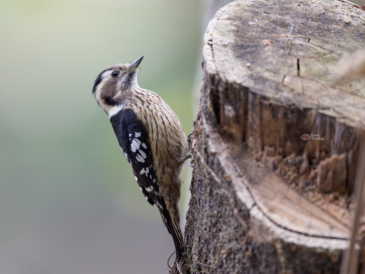 Gray-capped Pygmy Woodpecker - ML647333940