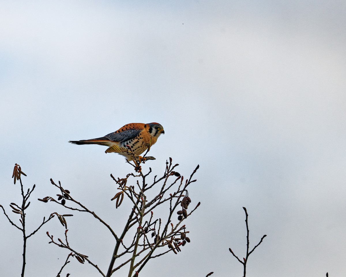 アメリカチョウゲンボウ - ML647333943