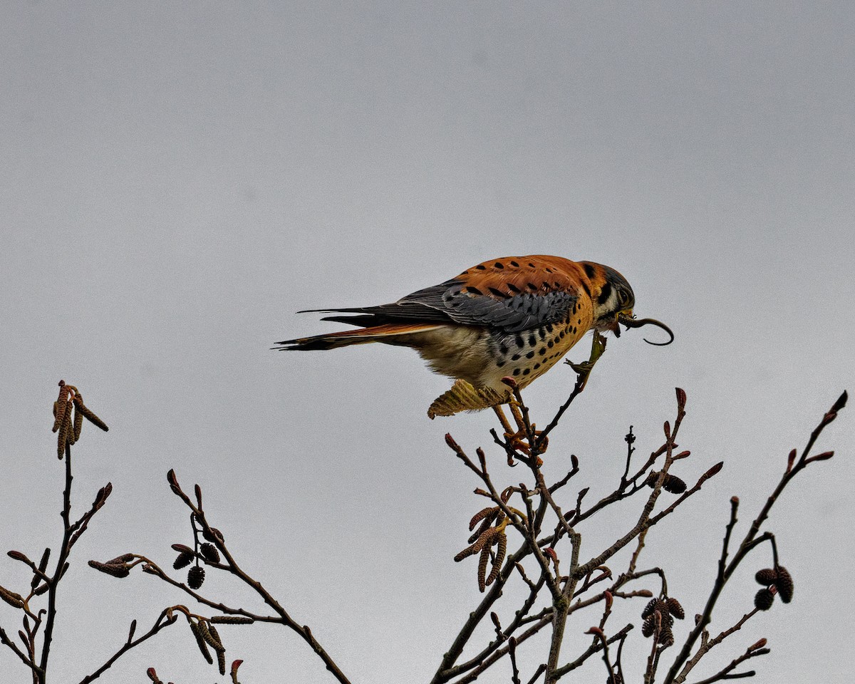 アメリカチョウゲンボウ - ML647333944