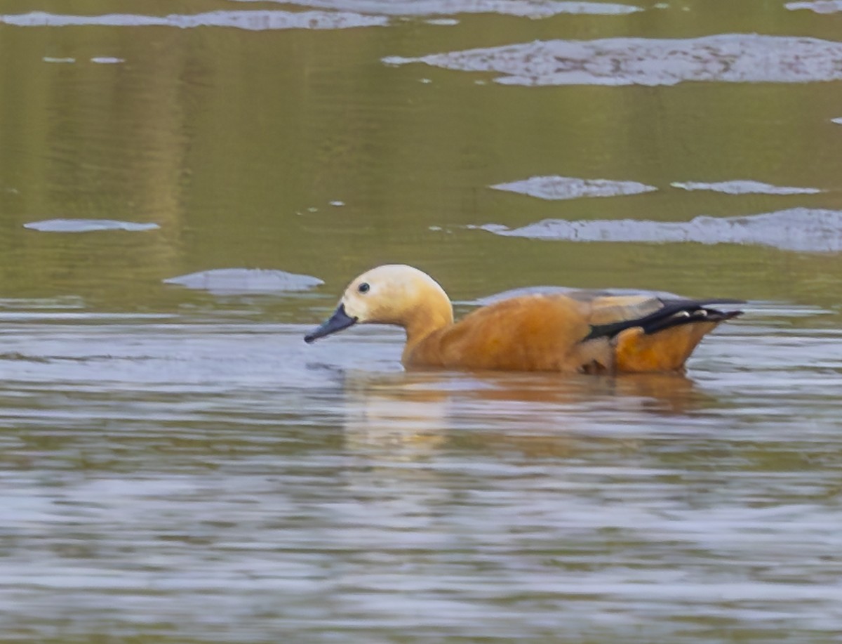 Огар рудий - ML647333950