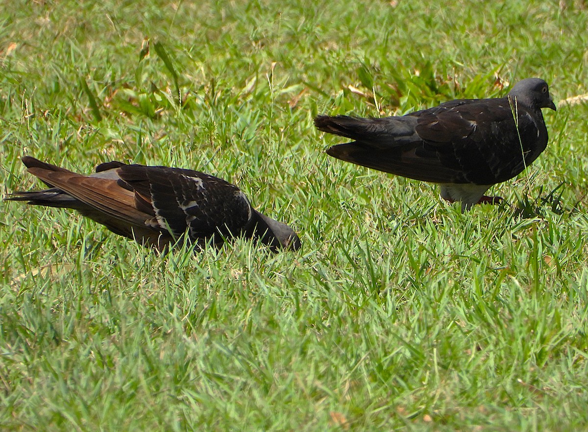 יונת בית - ML647333963