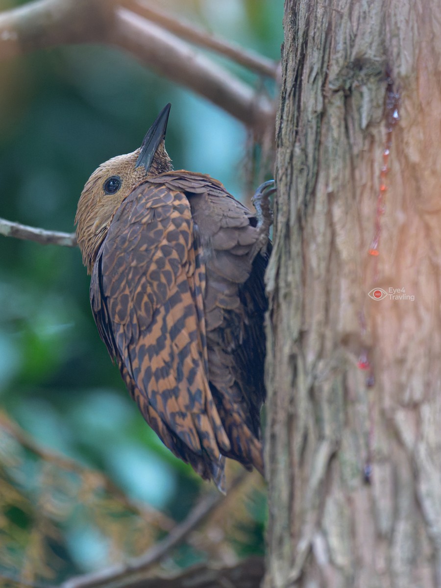 Rufous Woodpecker - ML647333965