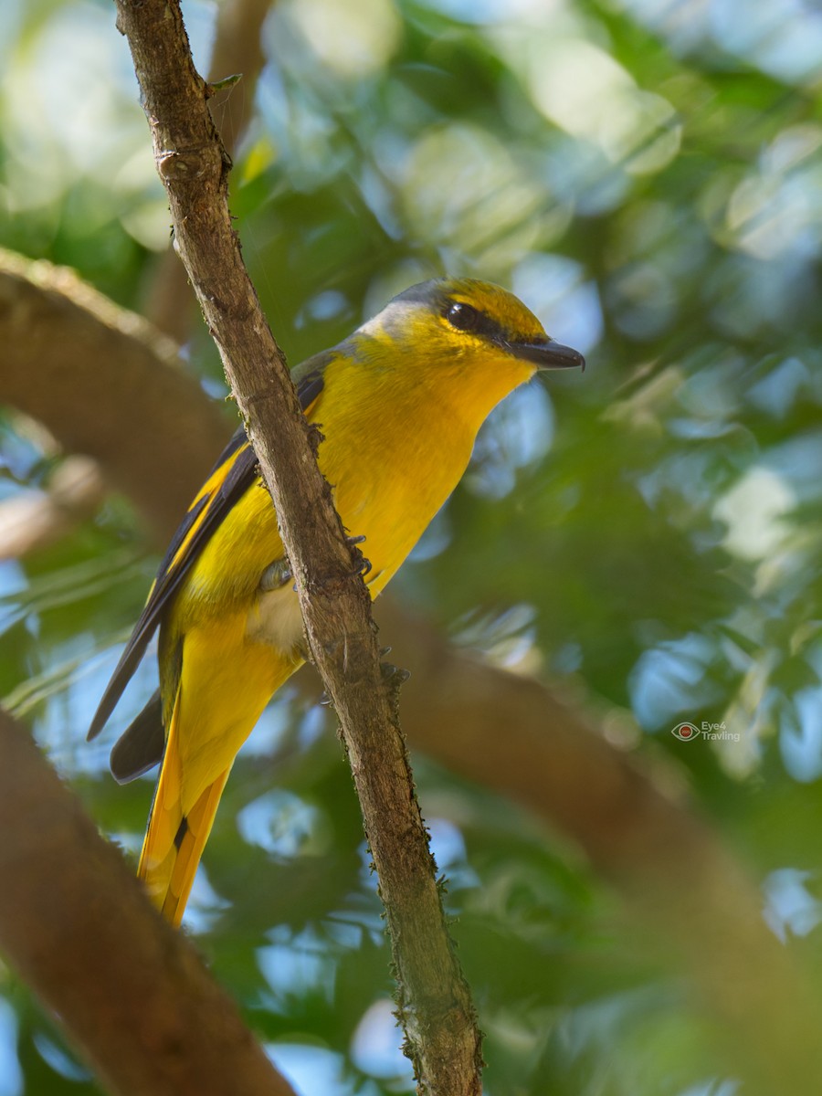 Scarlet Minivet - ML647333973