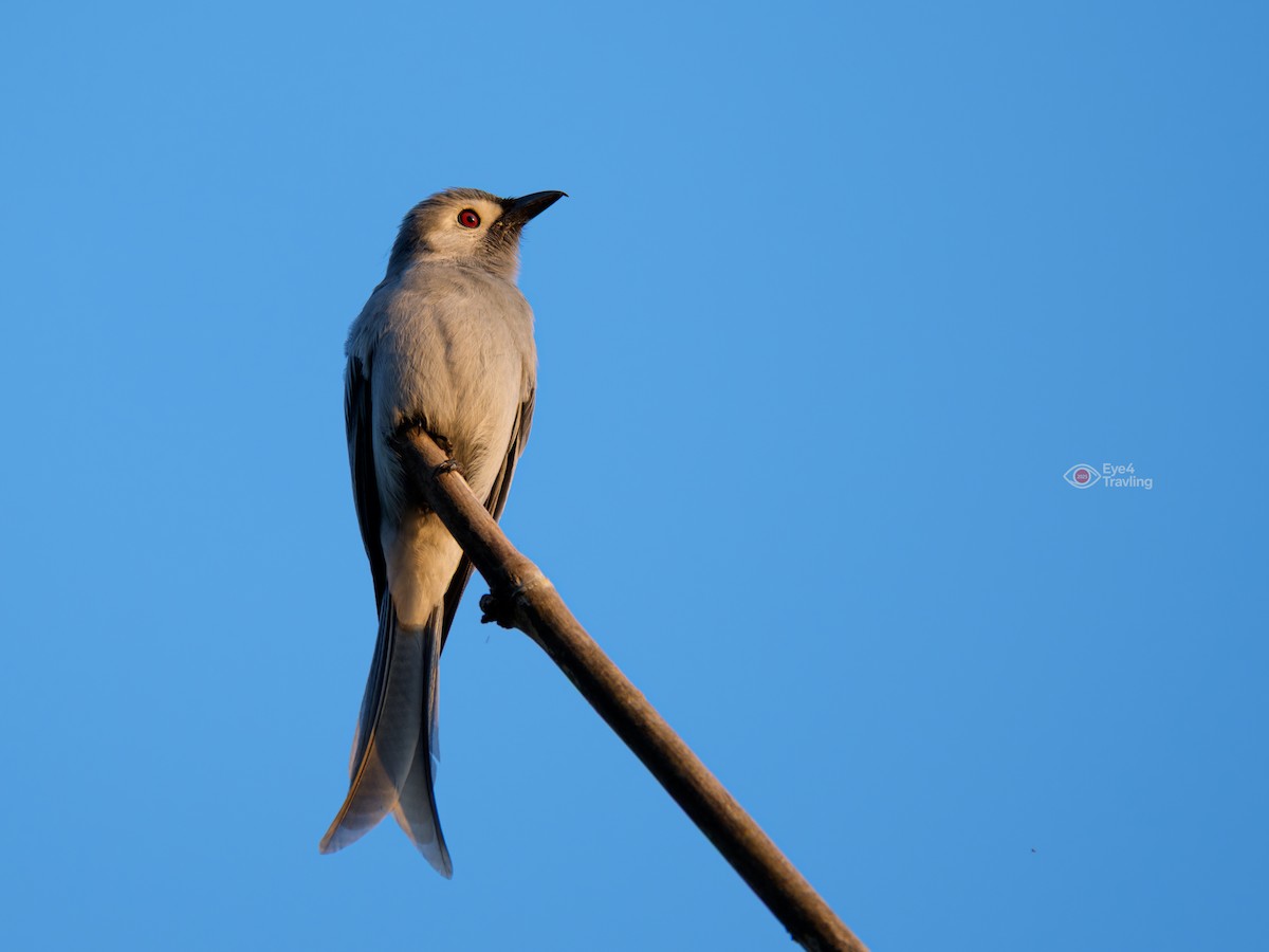Ashy Drongo - ML647334003