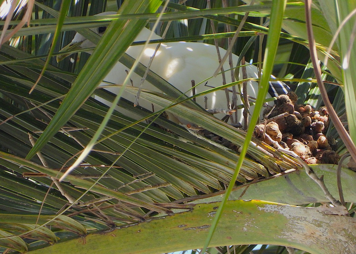 Torresian Imperial-Pigeon - ML647334013