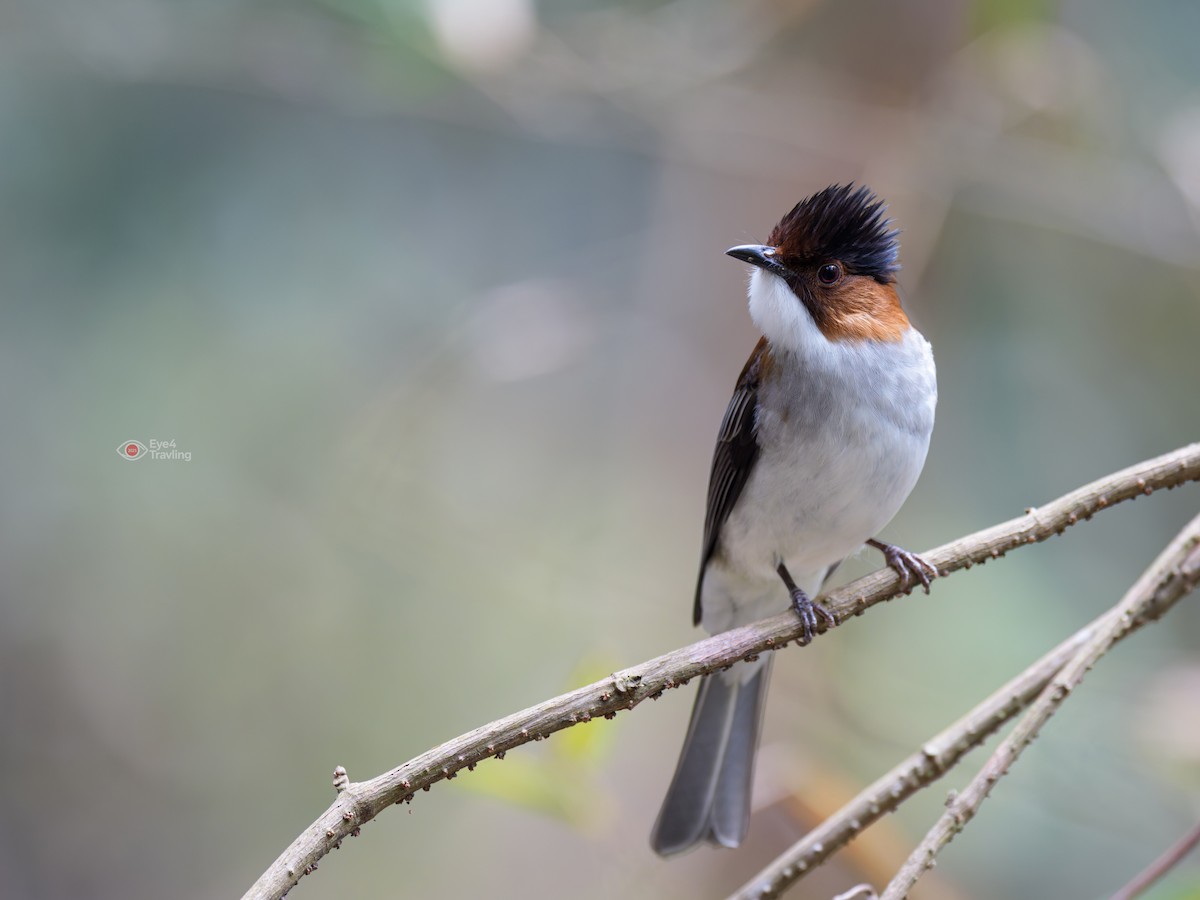 Chestnut Bulbul - ML647334020
