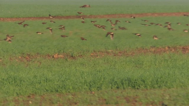 Tarlakuşu - ML647334024