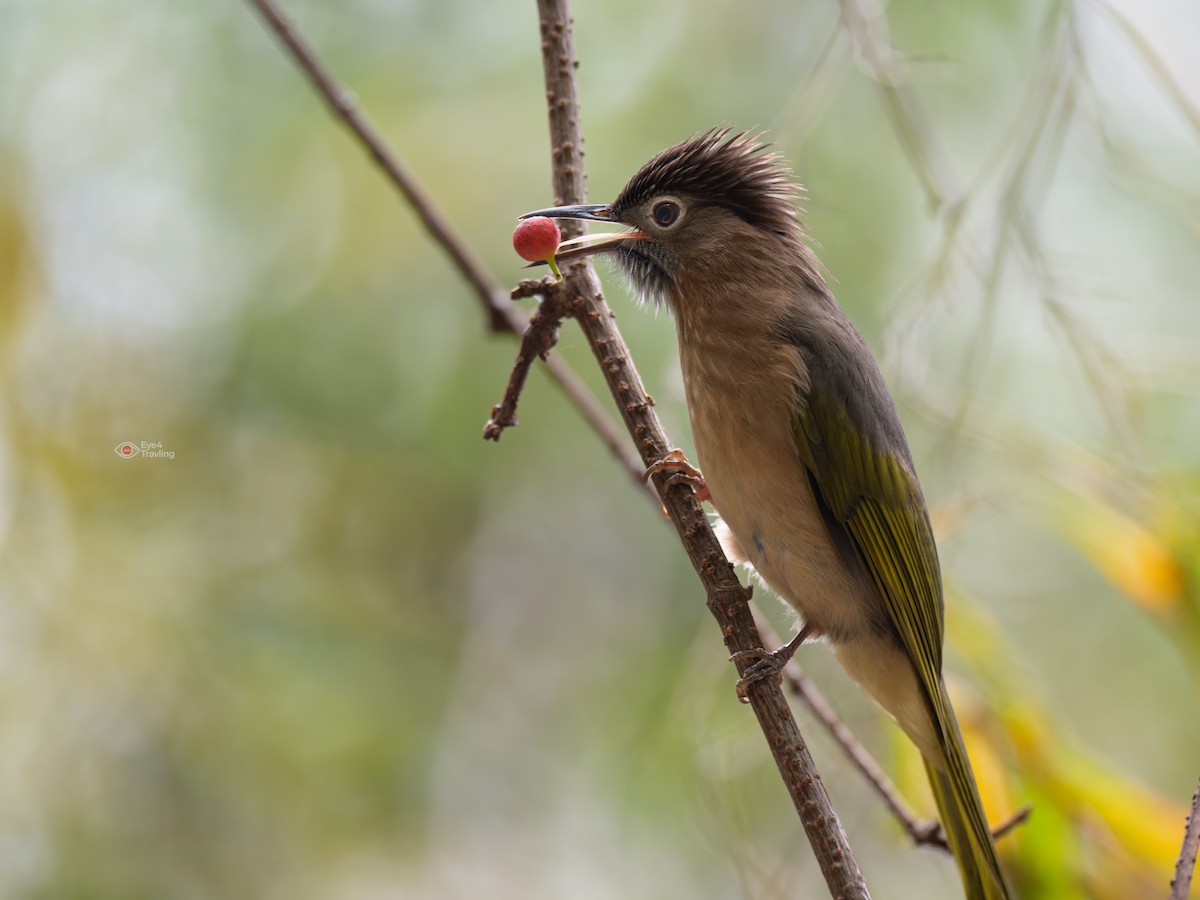 Mountain Bulbul - ML647334026