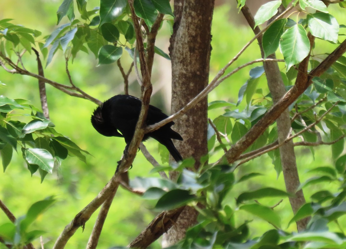 Chopi Blackbird - ML647334033