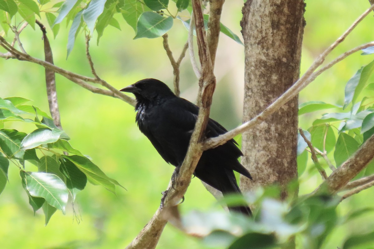 Chopi Blackbird - ML647334035
